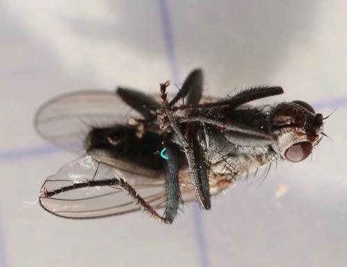 Fucellia tergina